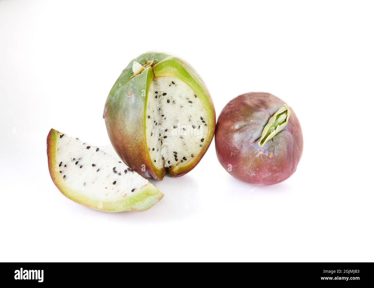 Mela peruviana cactus frutta isolato su sfondo bianco. Nome scientifico Cereus repandus. Foto Stock
