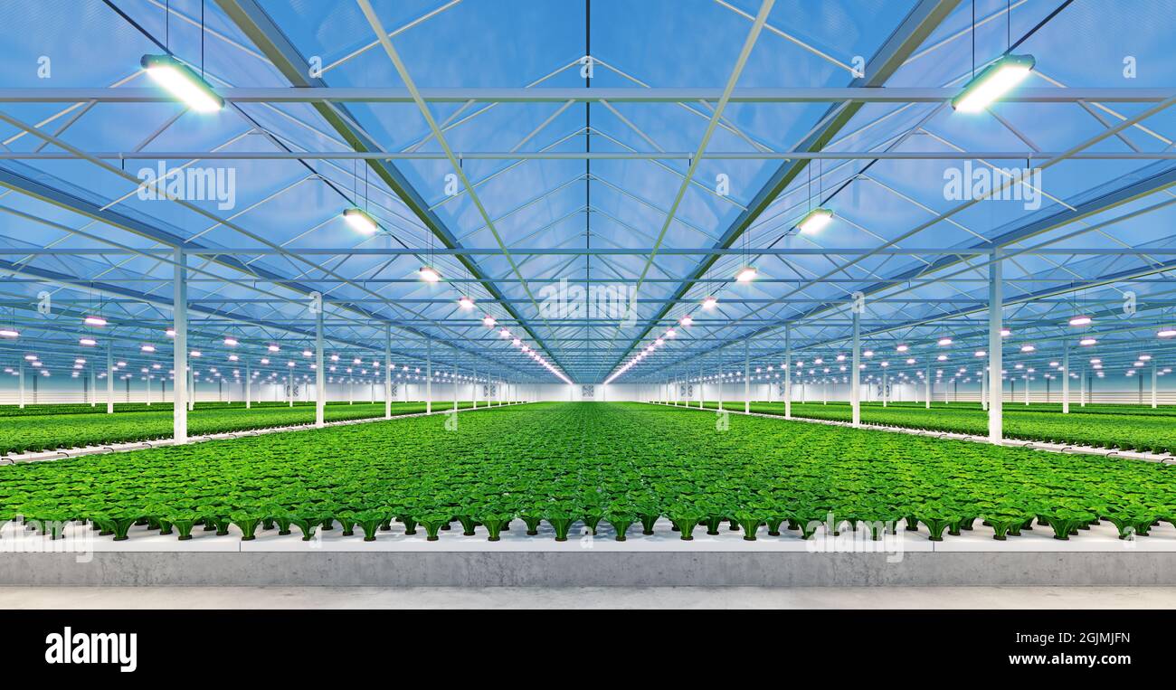 Interno serra industriale. Fabbrica di piante vegetali interne idroponiche. Insalata verde fattoria. Pavimento in cemento. Rendering 3D Foto Stock