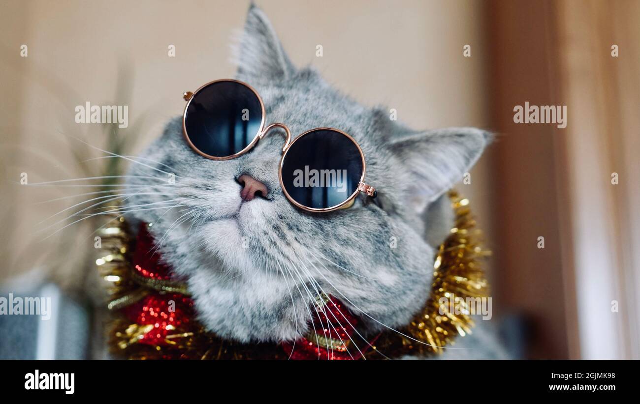 PET British, Scottish gatto diritto per il nuovo anno 2022, Natale con occhiali, primo piano. Un fresco animale grigio celebra le vacanze Foto Stock