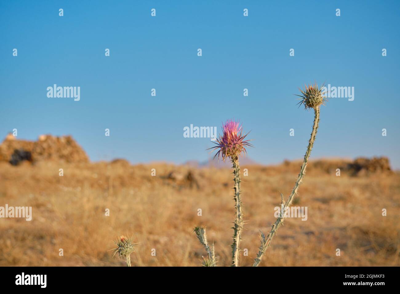 Deserto rosa pianta spinosa su grano giallo e cielo blu sfondo a Hasan montagna (Hasan Dagi) Turchia Aksaray Foto Stock