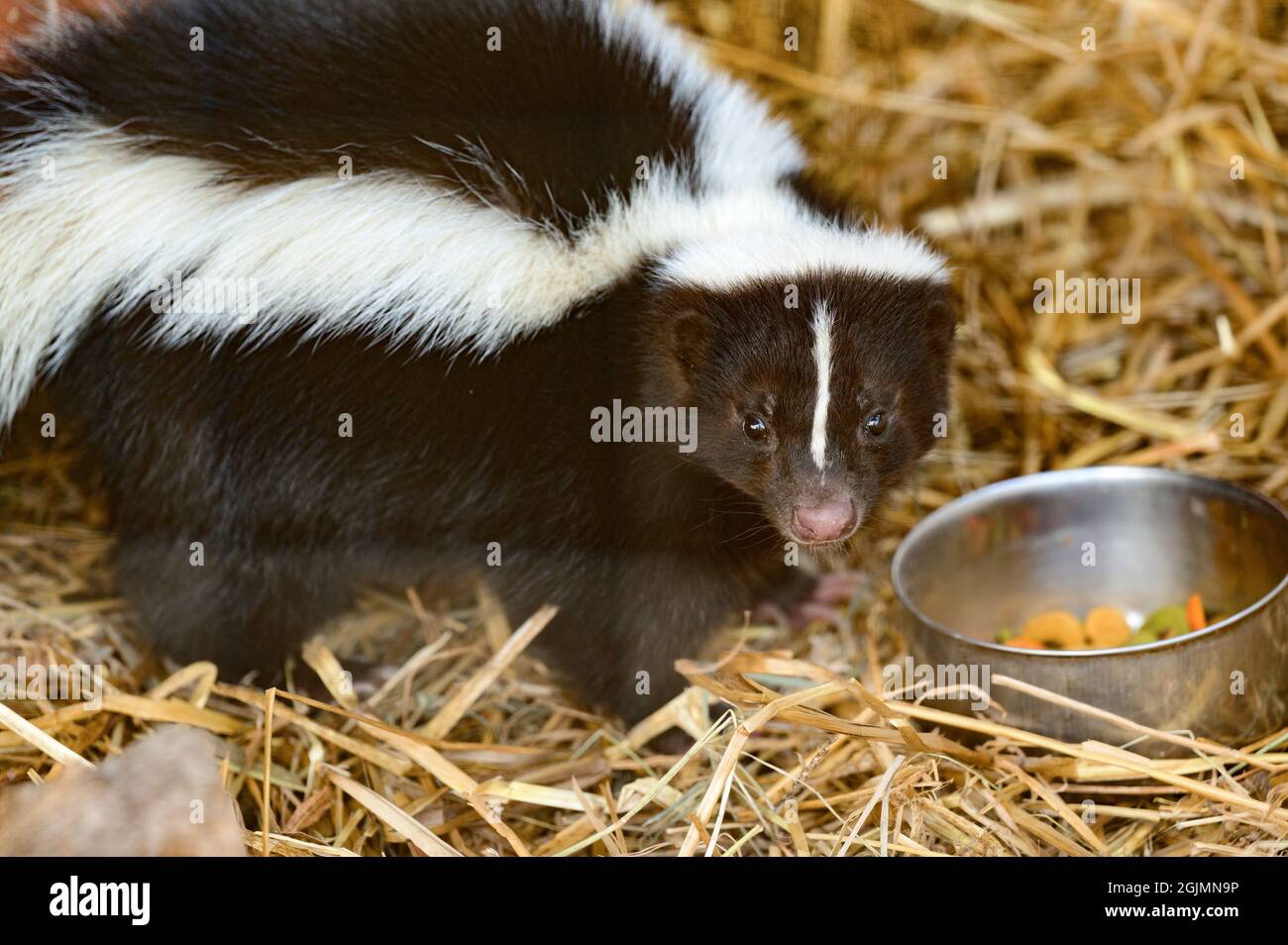 Uno skunk è un residente di uno zoo, un animale che emette un odore sgradevole quando percepisce il pericolo, un animale bianco e nero. Foto Stock