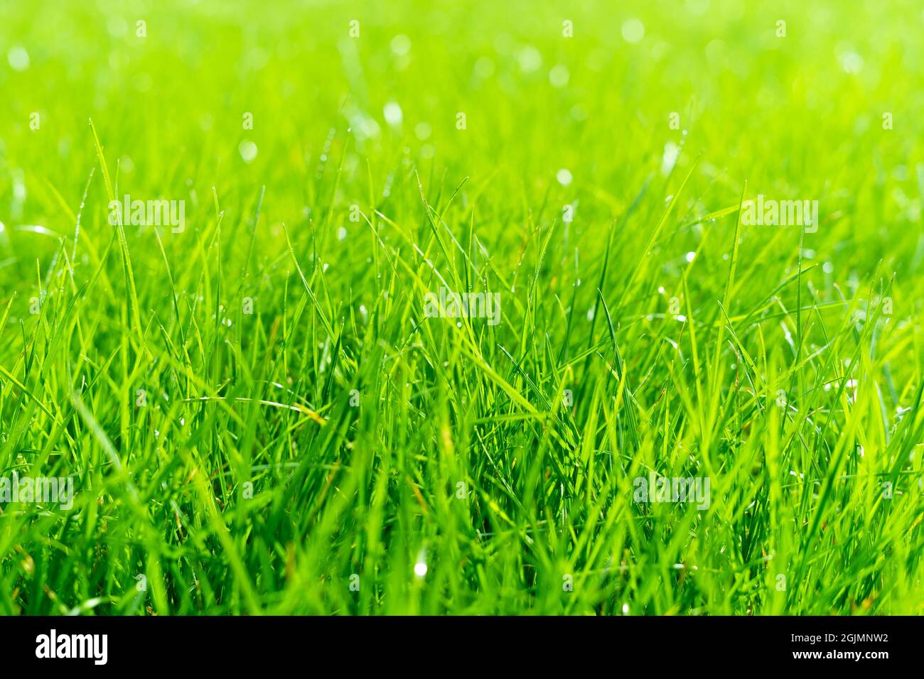 Succosa erba verde lussureggiante sul prato con gocce di acqua rugiada in luce del mattino. Bella immagine artistica di purezza e freschezza della natura, spazio copia. Profondità di campo poco profonda. Foto Stock