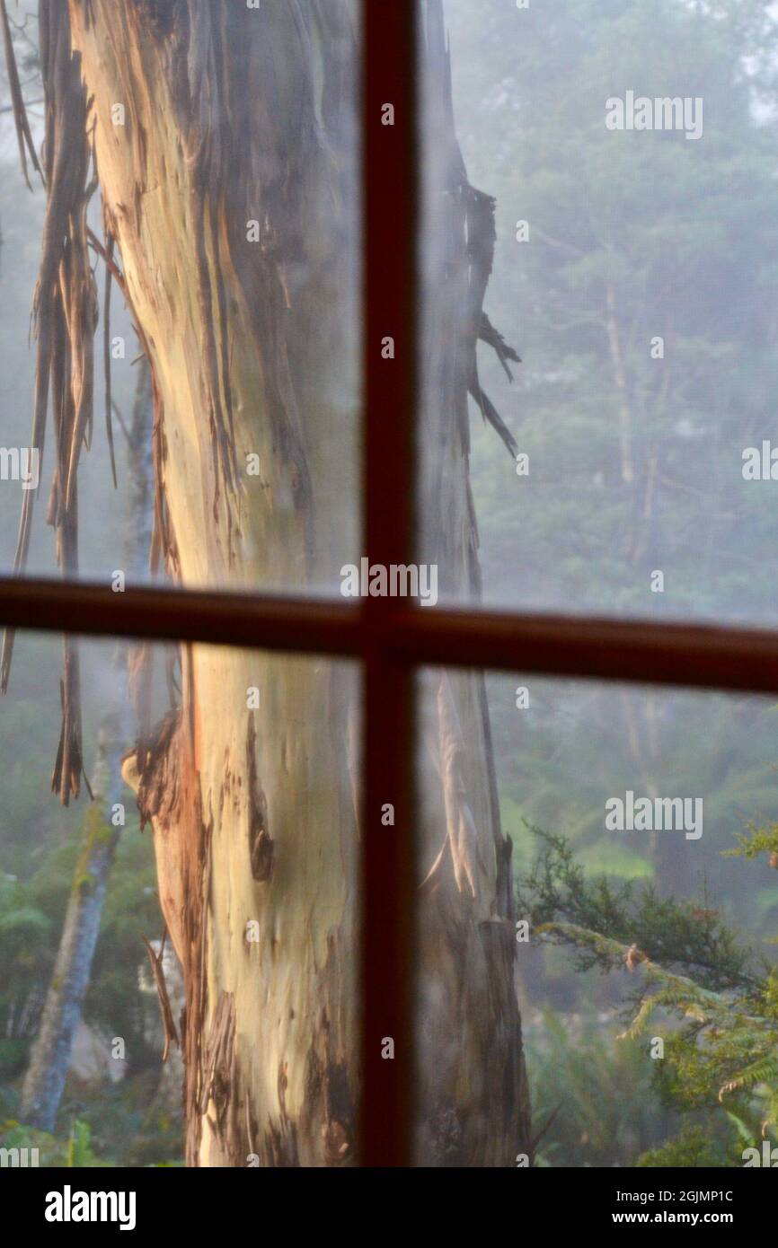 Vista attraverso la cornice di legno di una finestra in una mattinata di nebbia con un grande albero di gomma eucalipto sullo sfondo nella foresta della Tasmania Foto Stock