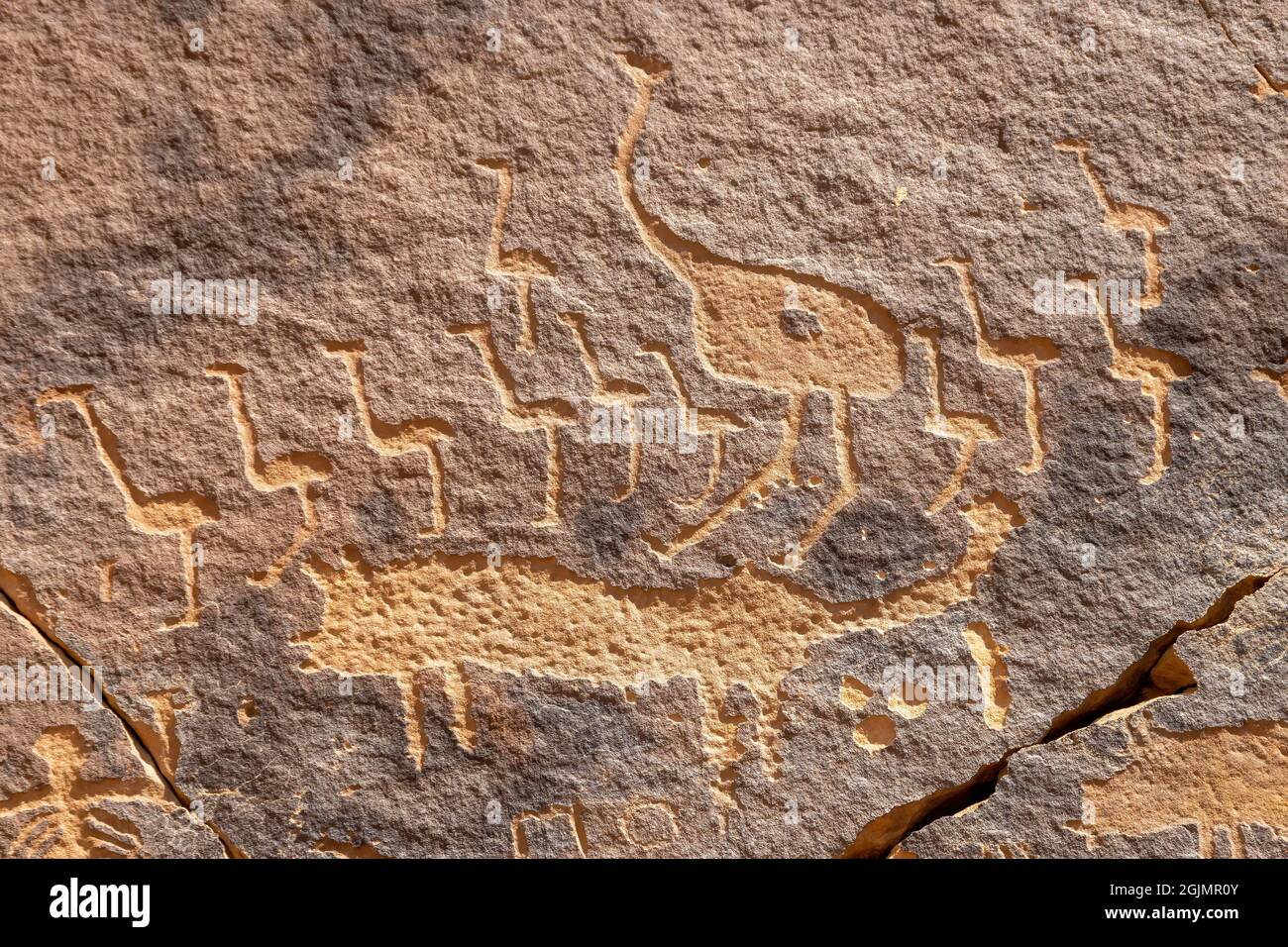 Immagini petroglifiche di struzzo e lupo sulla roccia Graffiti (Qaryat al Aamba), Musayqirah, Provincia di Riyadh, Arabia Saudita Foto Stock