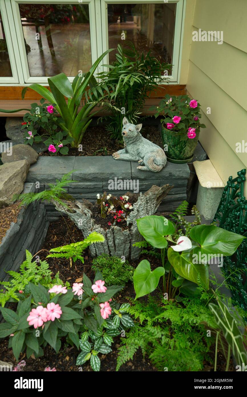 Sezione di giardino cortile con felci, impatiens, begonias, anthurium, fiori colorati e statua del cane sul muro basso, in Australia Foto Stock