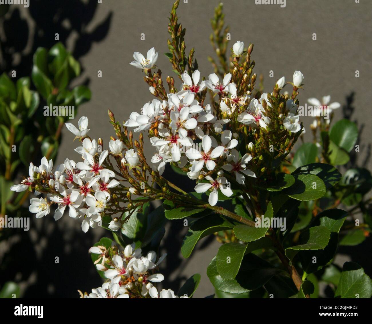 Fiori bianchi profumati di Rhaphiolpsis indica, Hawthorn indiano, arbusto sempreverde tollerante alla siccità, su sfondo di fogliame verde Foto Stock