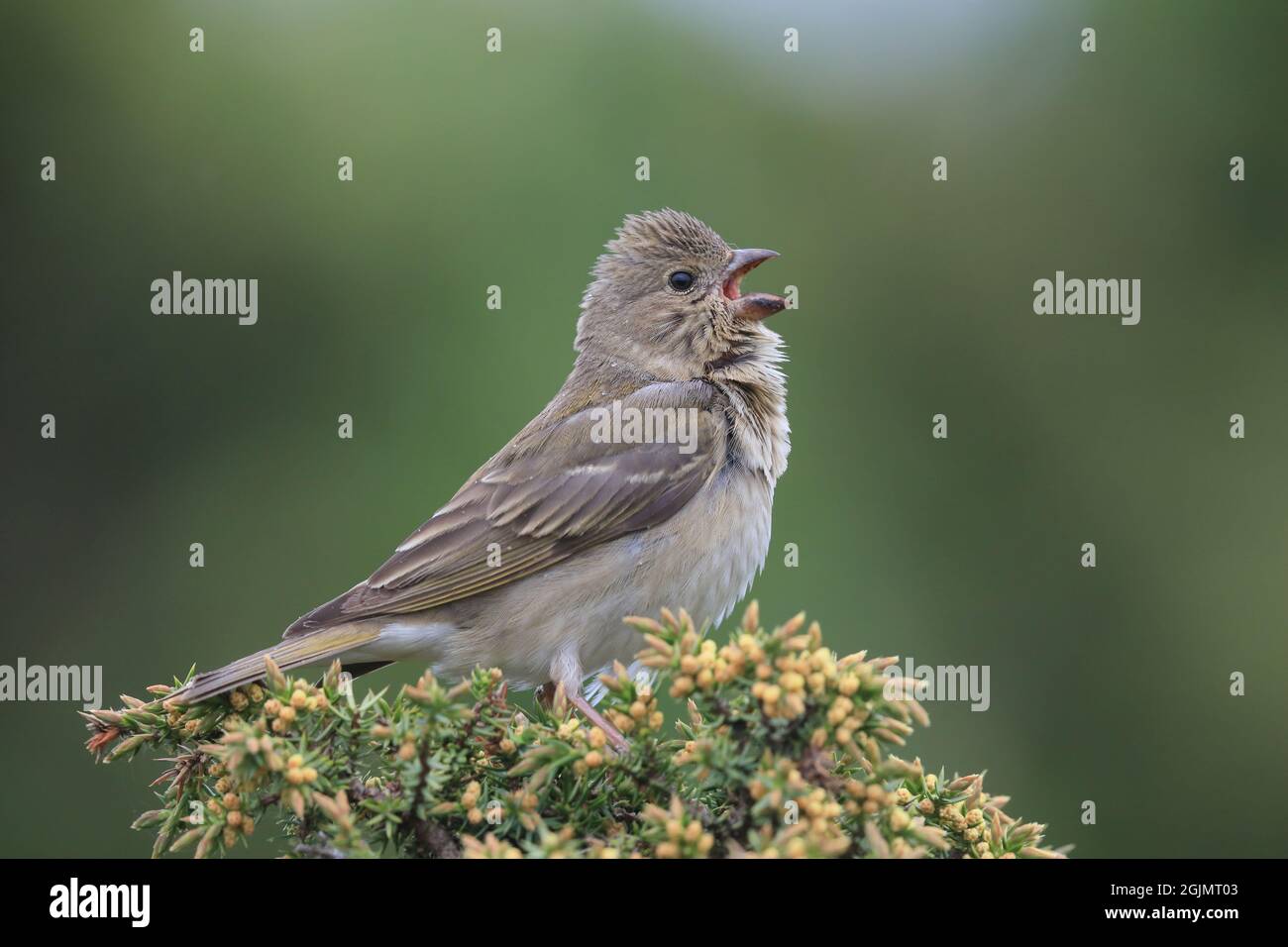 Giovane Rosefinch che canta dall'albero di Juniper Foto Stock