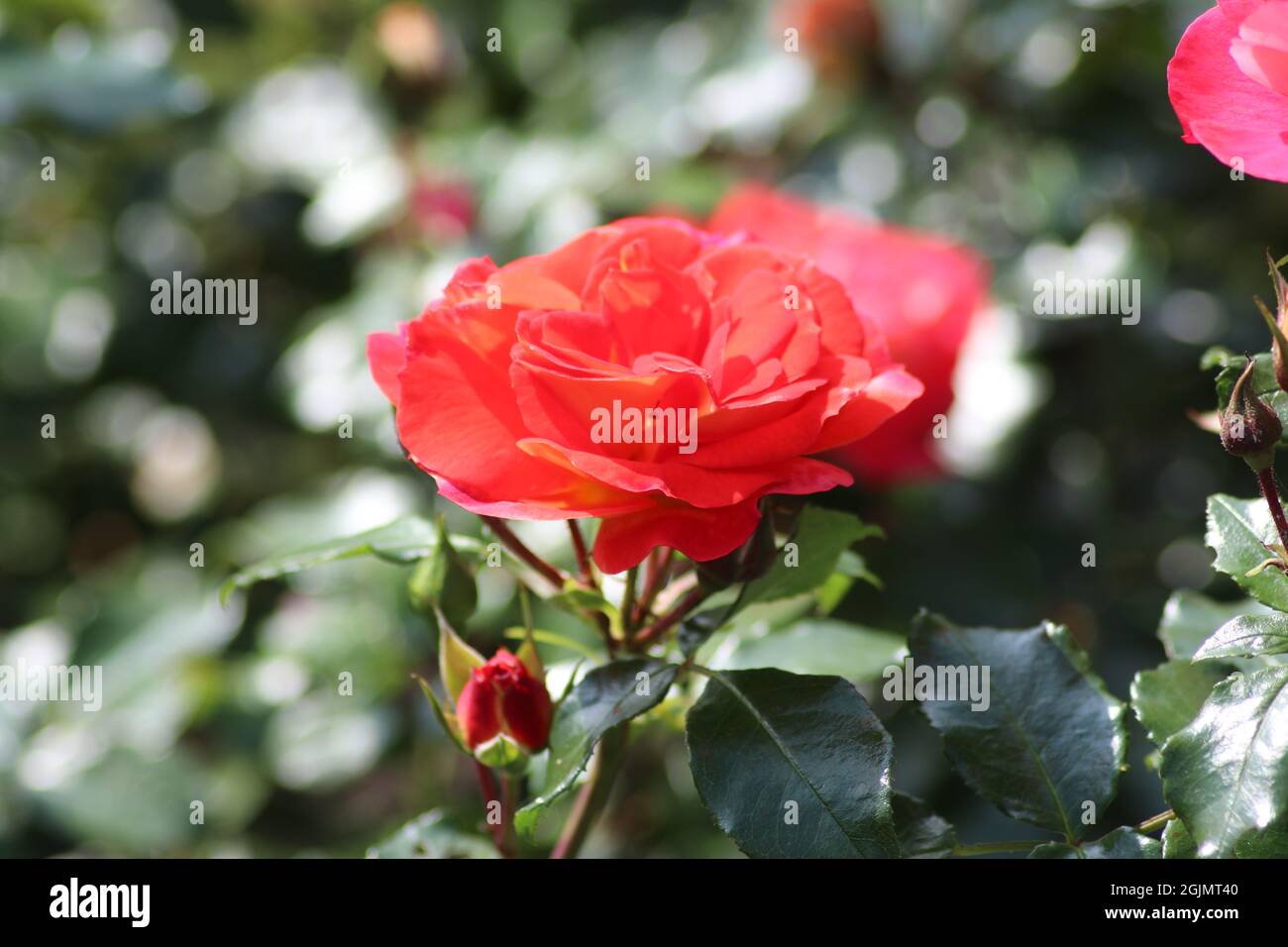 Guldemondplantsoen in Olanda, grande rosarium in Boskoop con primo piano di specie di rose Gebruder Grimm Foto Stock