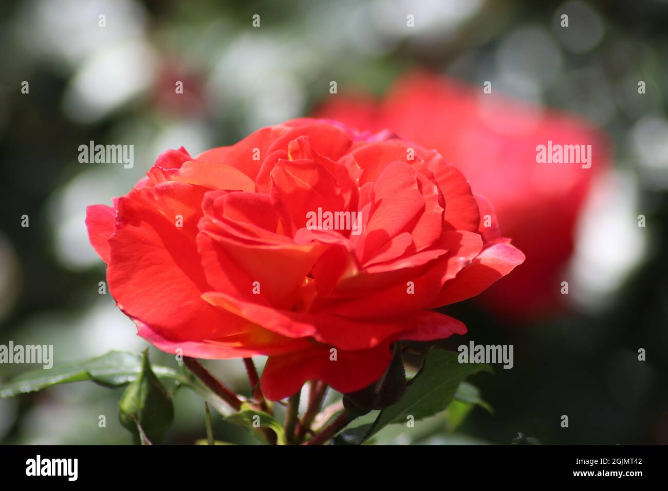 Guldemondplantsoen in Olanda, grande rosarium in Boskoop con primo piano di specie di rose Gebruder Grimm Foto Stock