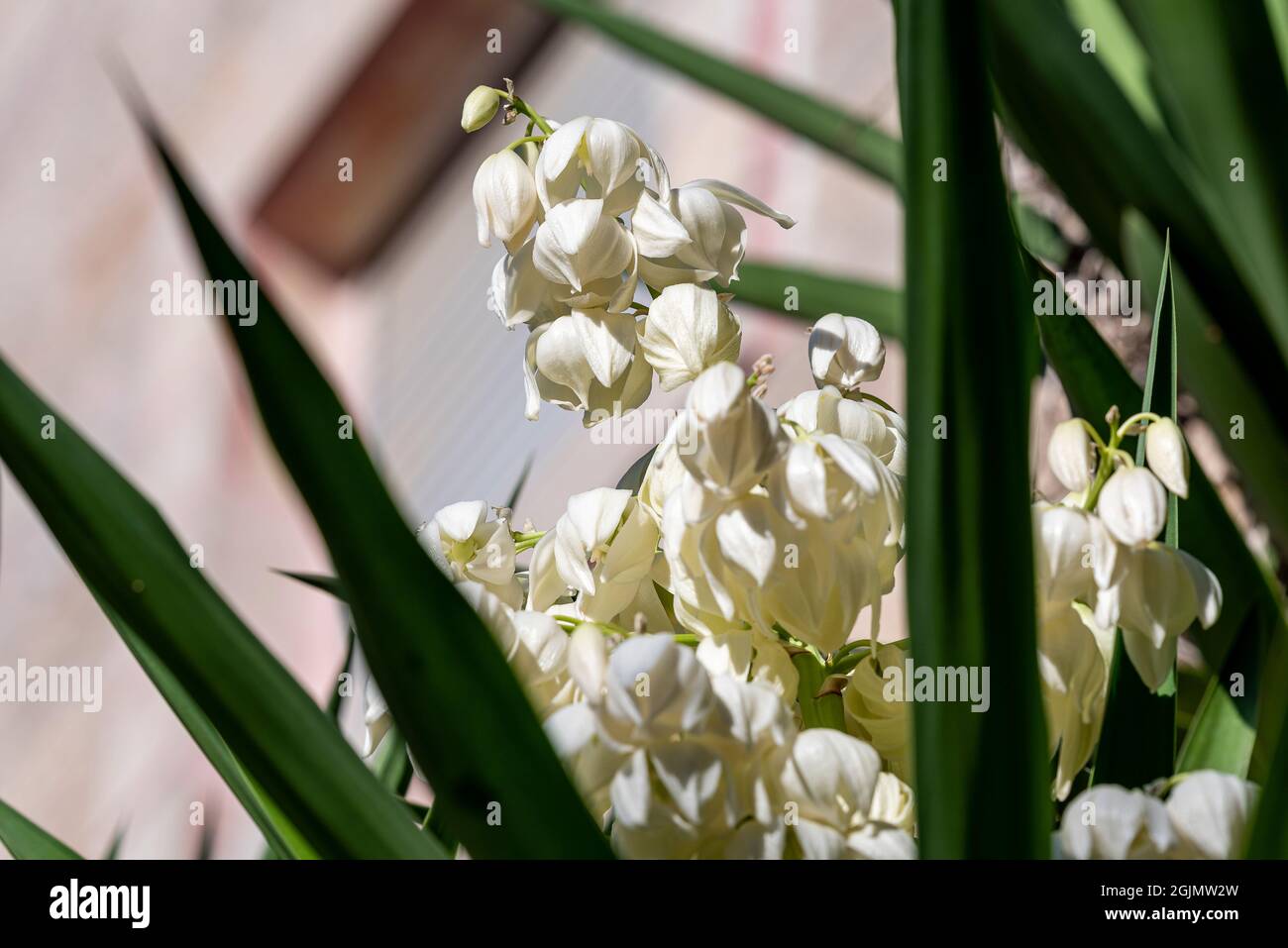 Fiori bianchi di yucca pianta. Fiore yucca Foto Stock