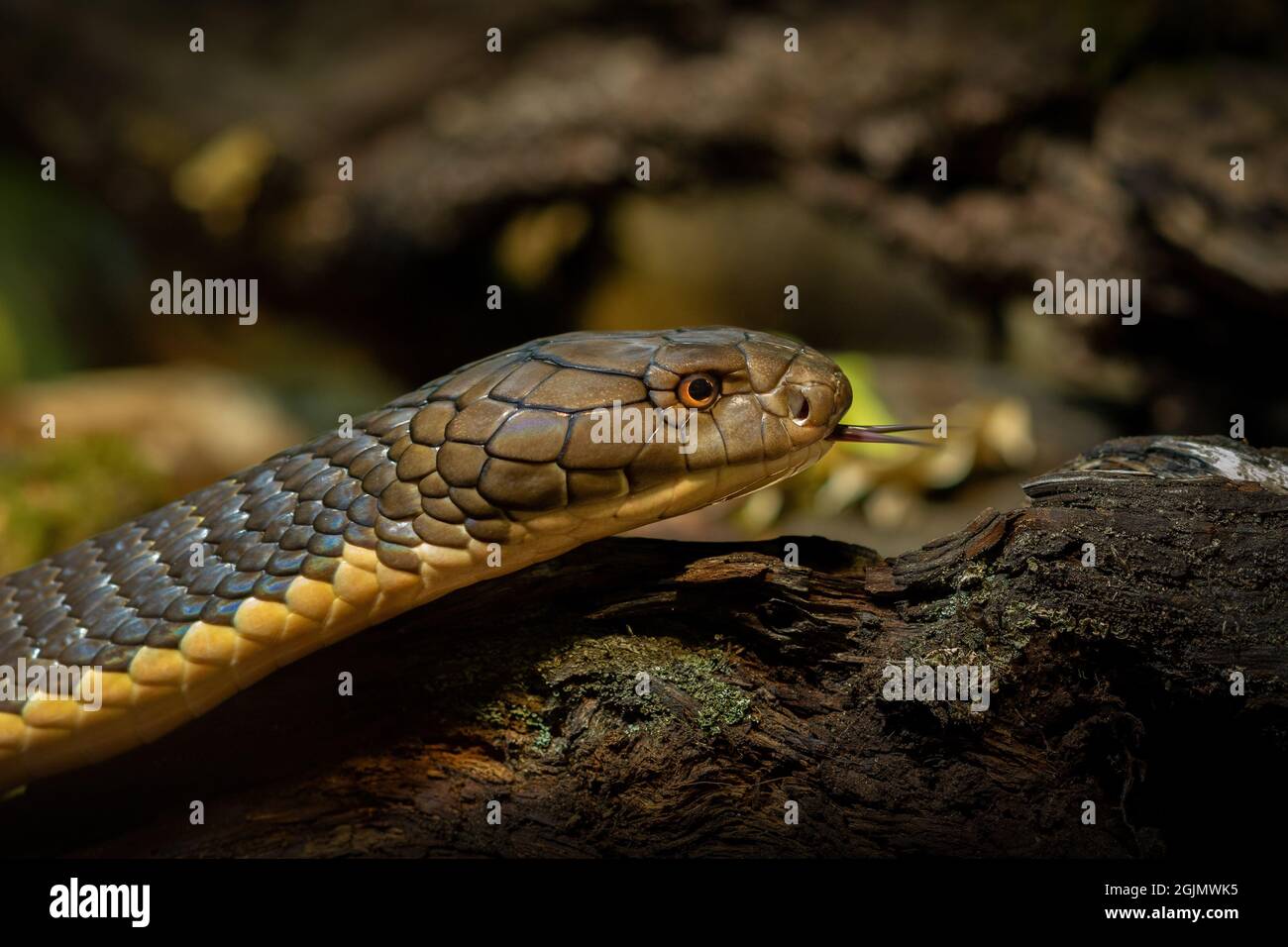 Animal World - Cobra King Foto Stock