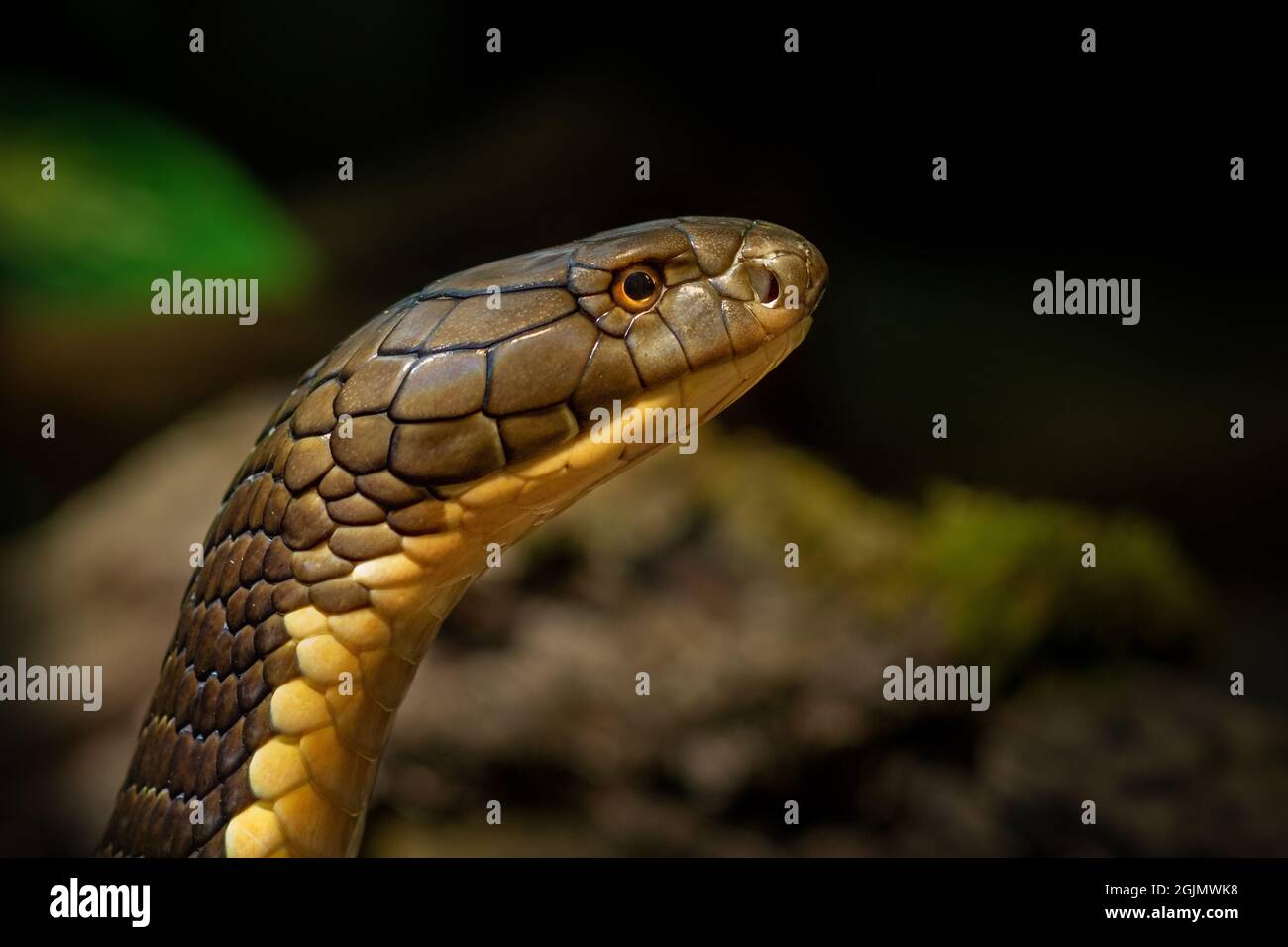 Animal World - Cobra King Foto Stock