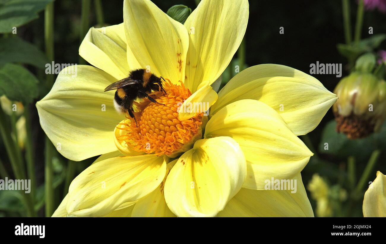 Un Bumblebee occupato al lavoro sul fiore di un dahlia in formato 16: 9. Foto Stock