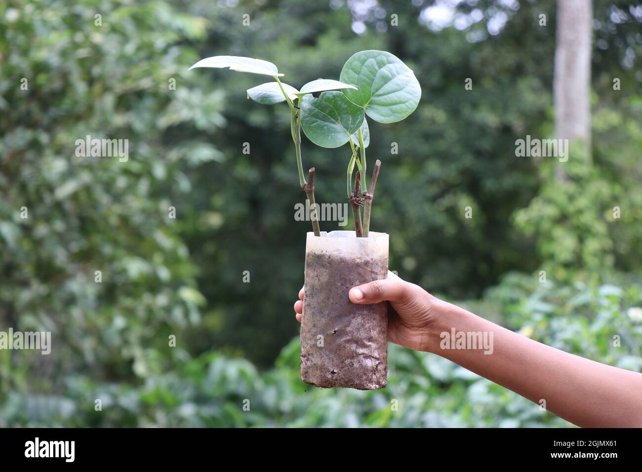 Pianta di pepe coltivata su plastica del vivaio, tagli di pianta di pepe nero pronti per essere piantati sul terreno Foto Stock