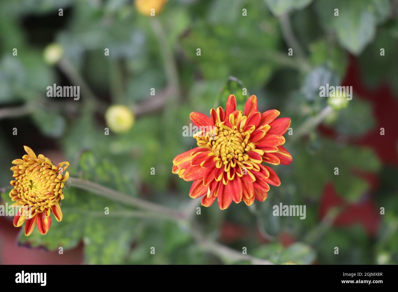 fiori di crisantemo in fase di fioritura, fiore di crisantemo rosso e giallo in erba Foto Stock