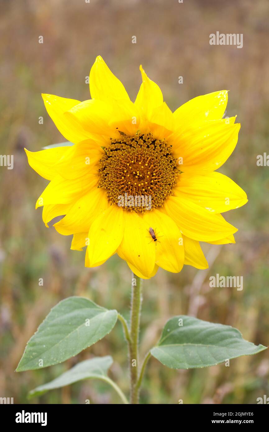 Piccolo insetto su un girasole giallo brillante Foto Stock