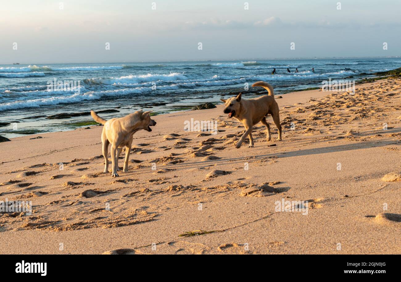 Cani giocando sulla spiaggia Foto Stock