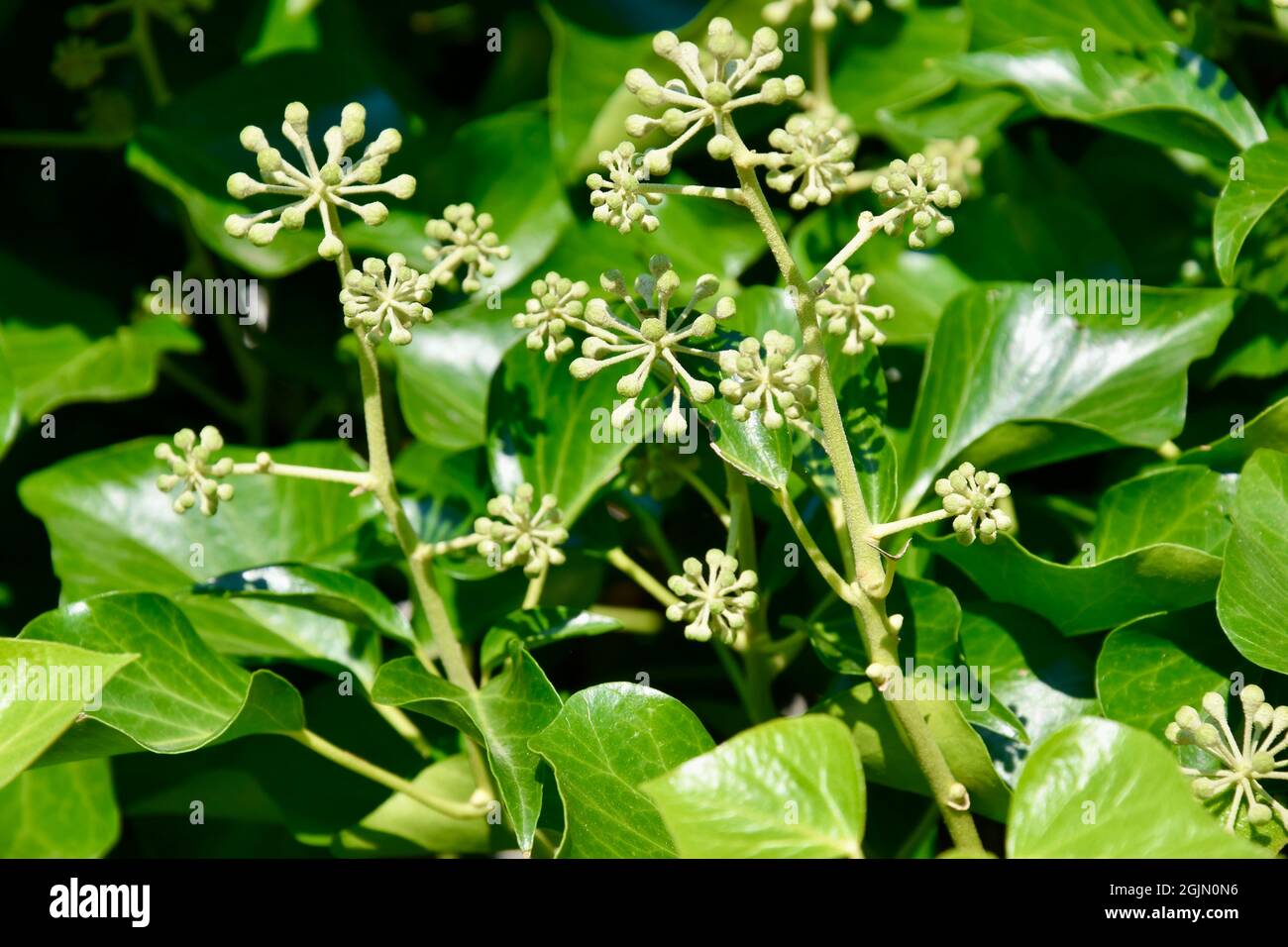 Mauerdeckender Efeu - foglie di Ivy con frutta - mit zahlreichen Früchten Foto Stock