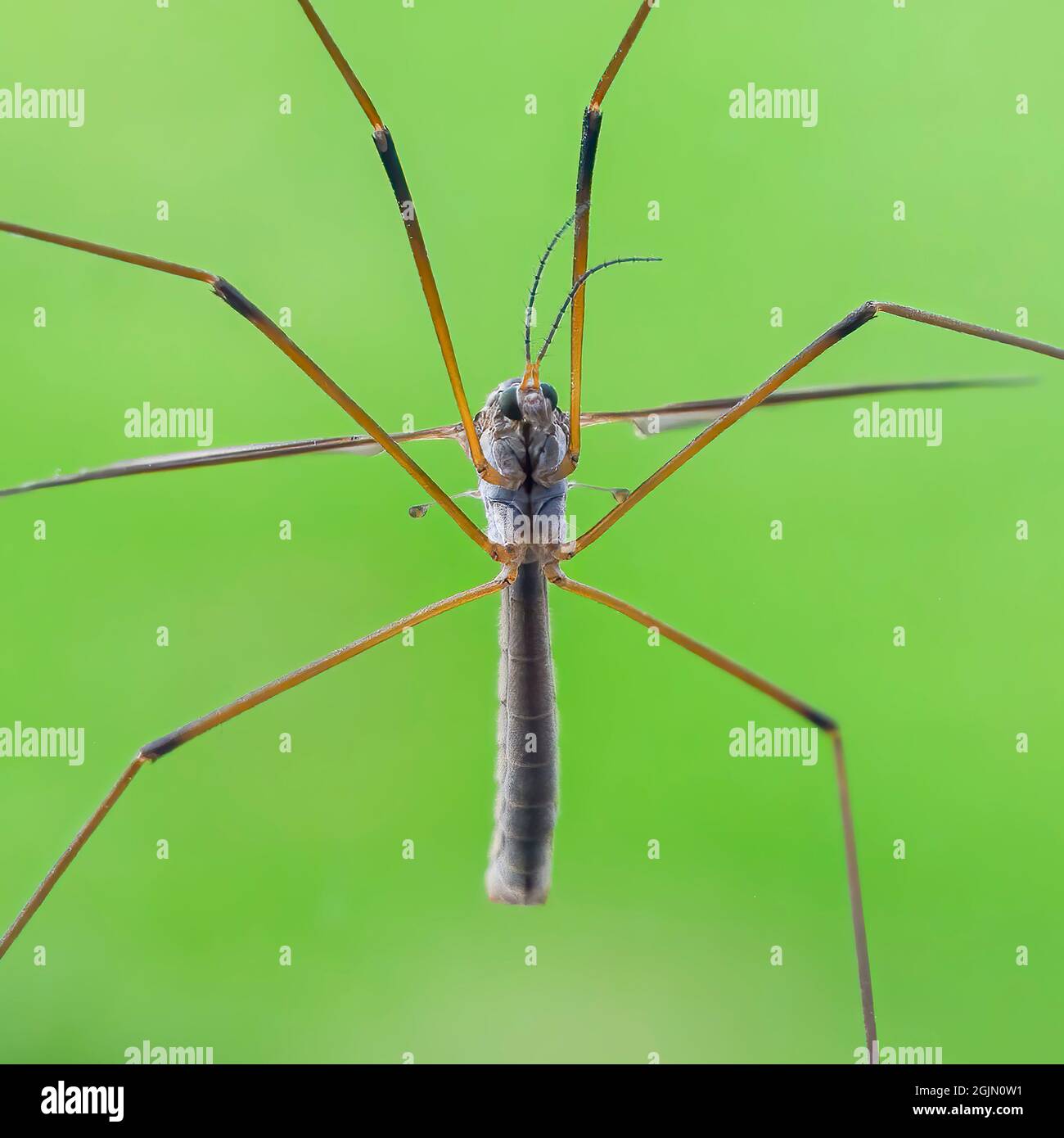 Gru Fly (famiglia Diptera) spesso chiamato un Daddy gambe lunghe, vista dal lato inferiore come 'poss' sul vetro di una porta patio Foto Stock