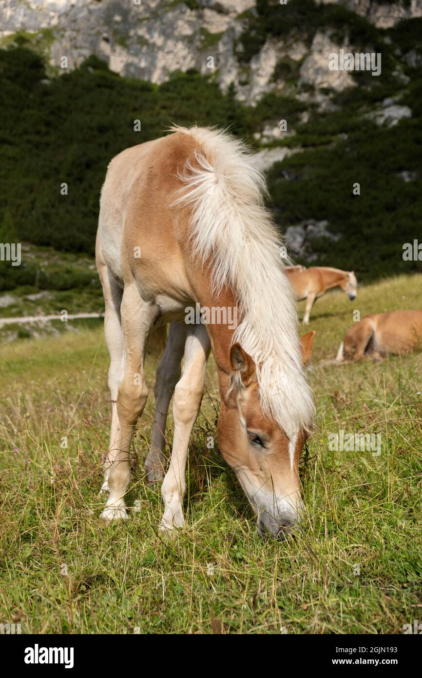 Cavalli al pascolo in estate sulle alpi italiane Foto Stock