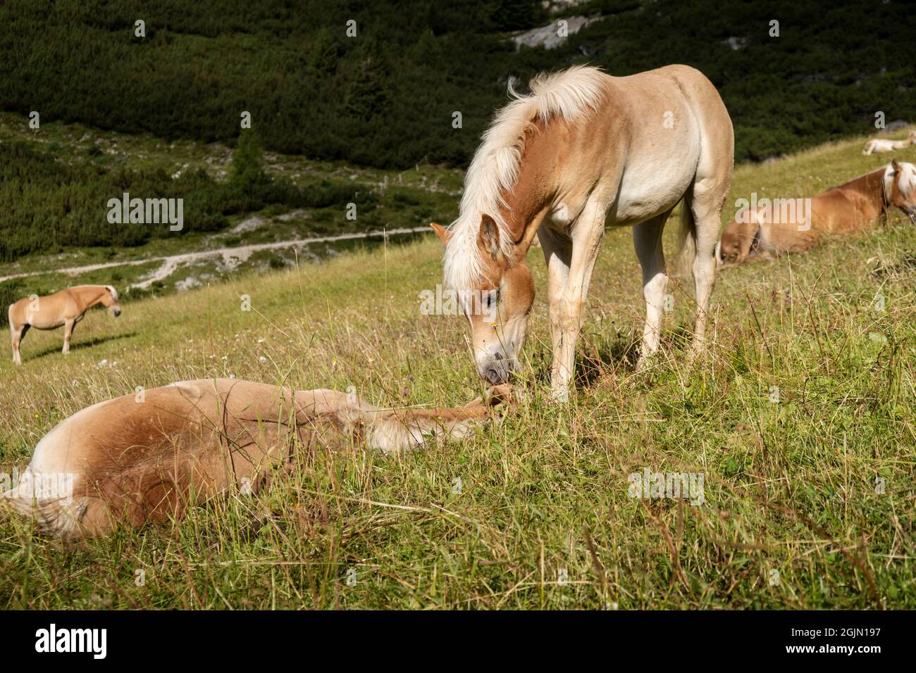 Cavalli al pascolo in estate sulle alpi italiane Foto Stock
