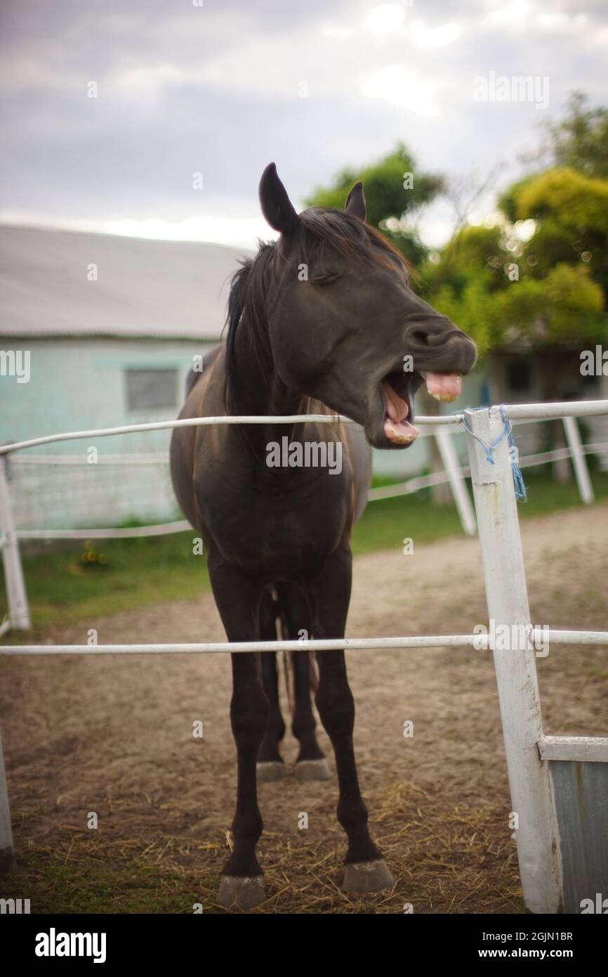 Il cavallo grimaces e mostra i denti. Il cavallo starnutisce o sbadigia. Foto Stock