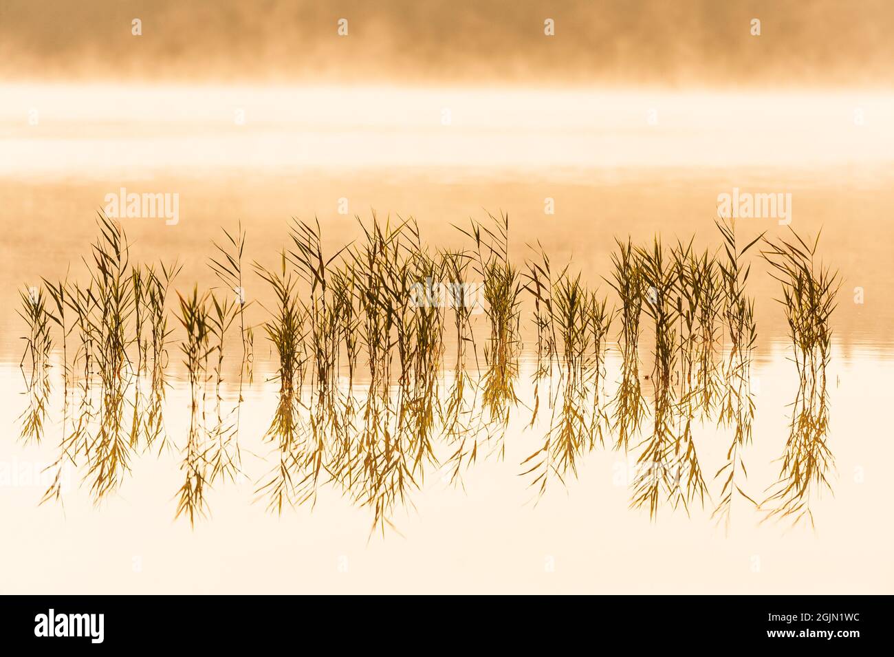 Canne in un lago nebboso e ancora Foto Stock