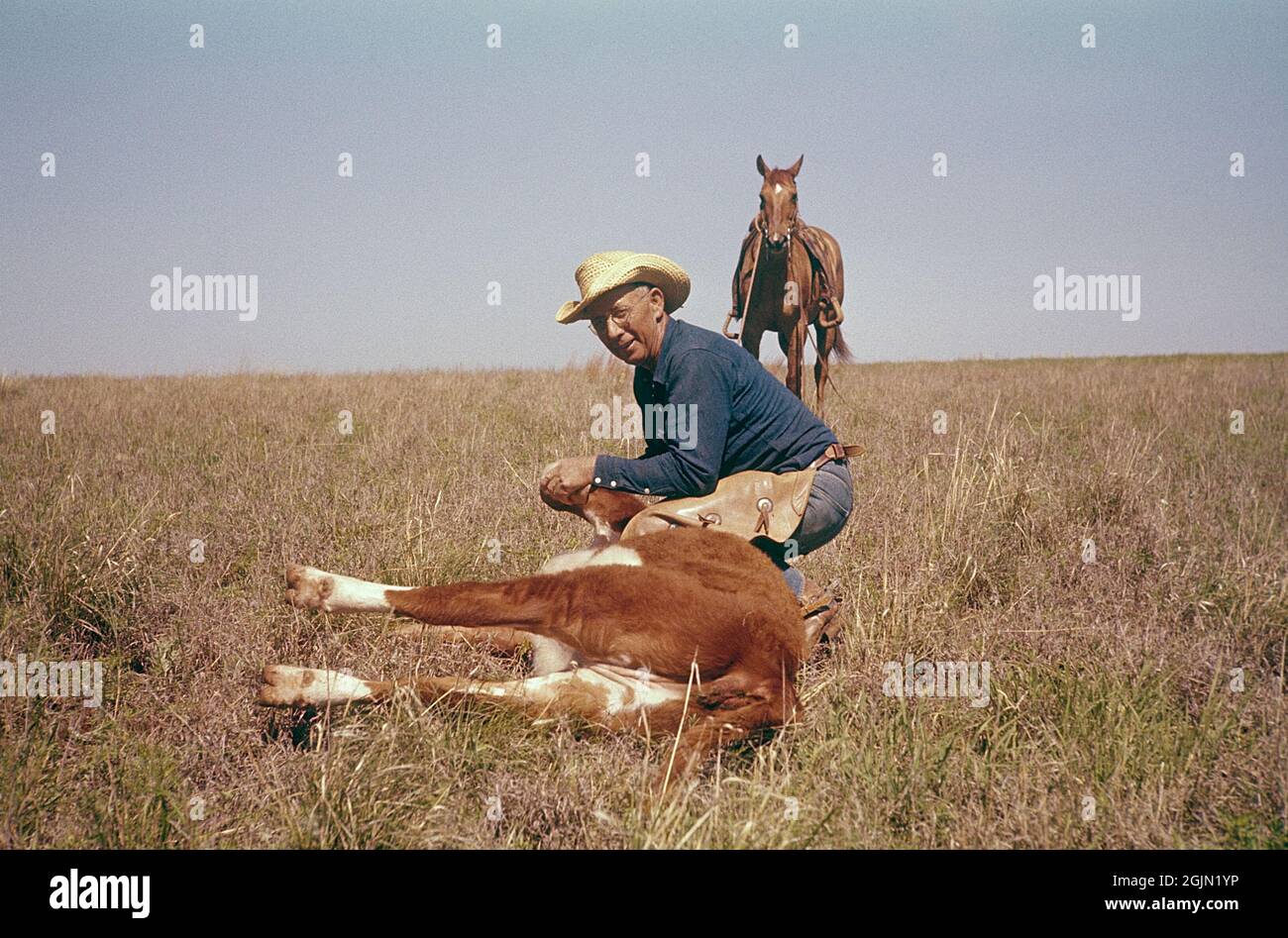 Stati Uniti, Oklahoma. Un cowboy con un vitello. 1959. Originale del vetrino Kodachrome. Credit Roland Palm Ref 6-9-4 Foto Stock