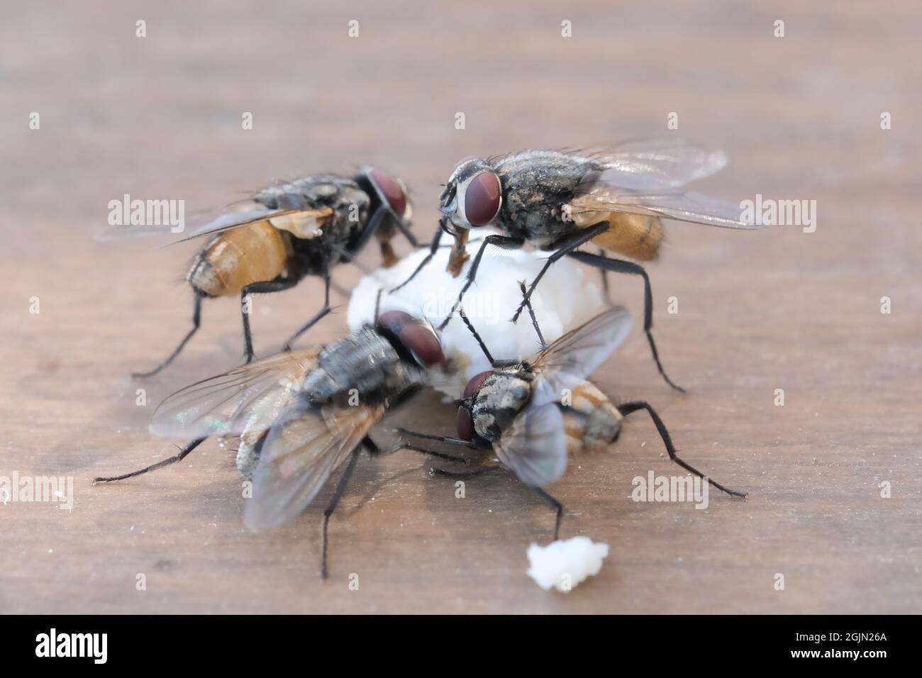 Le famiglie mangiano cibo su un tavolo marrone, mangiano mosche all'aperto. Foto Stock