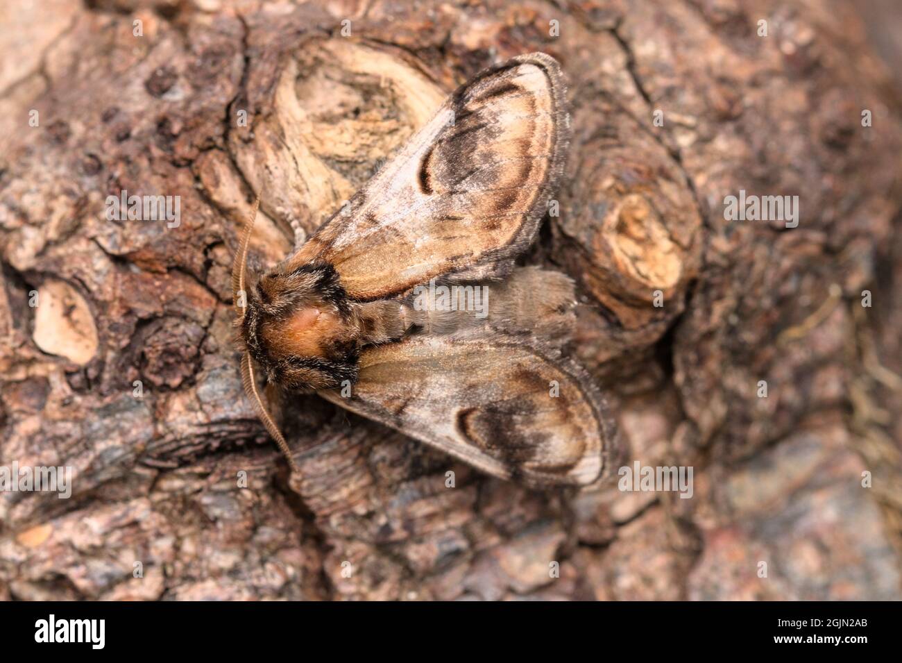 Pebble prominente Moth, Notodonta ziczac, con eccezionale camouflage contro la barca di Un albero, Regno Unito Foto Stock