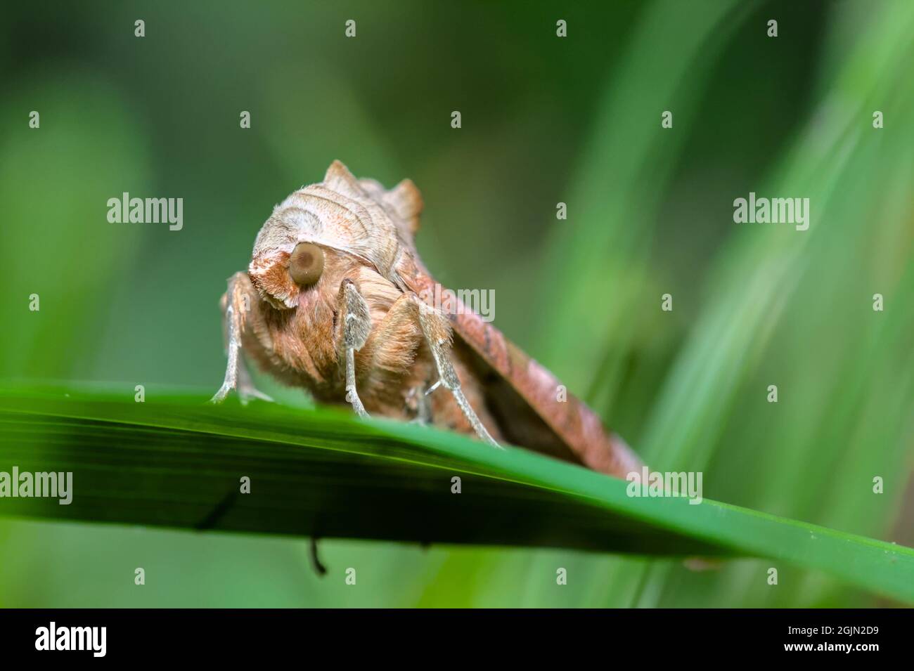 Testa di un angolo Shades Moth, Phlogophora meticulosa, poggiante su Una foglia verde, Regno Unito Foto Stock