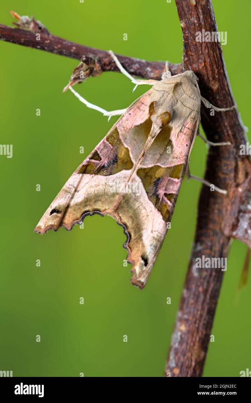 An Angle Shades Moth, Phlogophora meticolosa, poggiante su Una filiale, Twig, UK Foto Stock