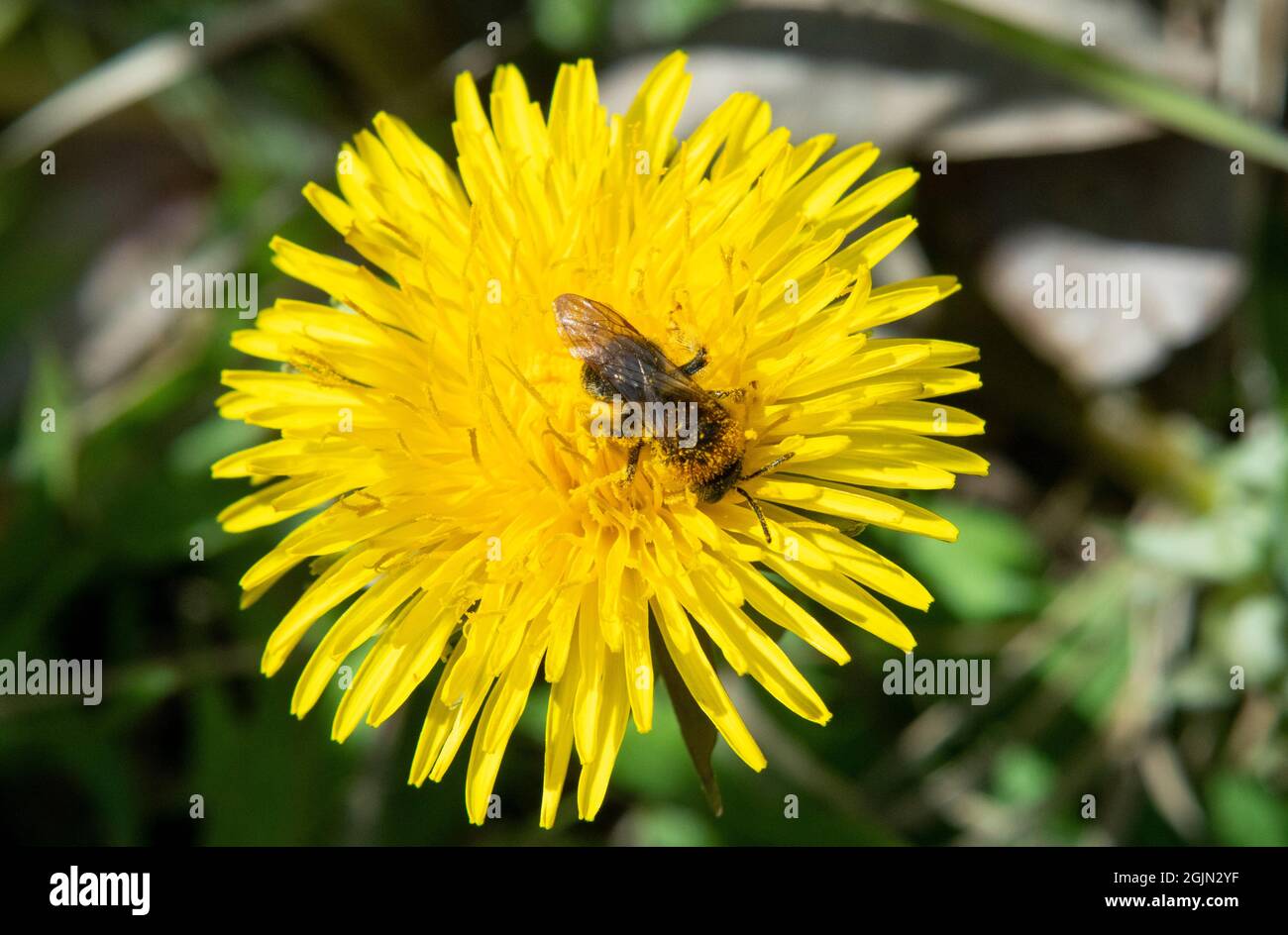 Andrena specie ape su fiore di dente di leone Foto Stock