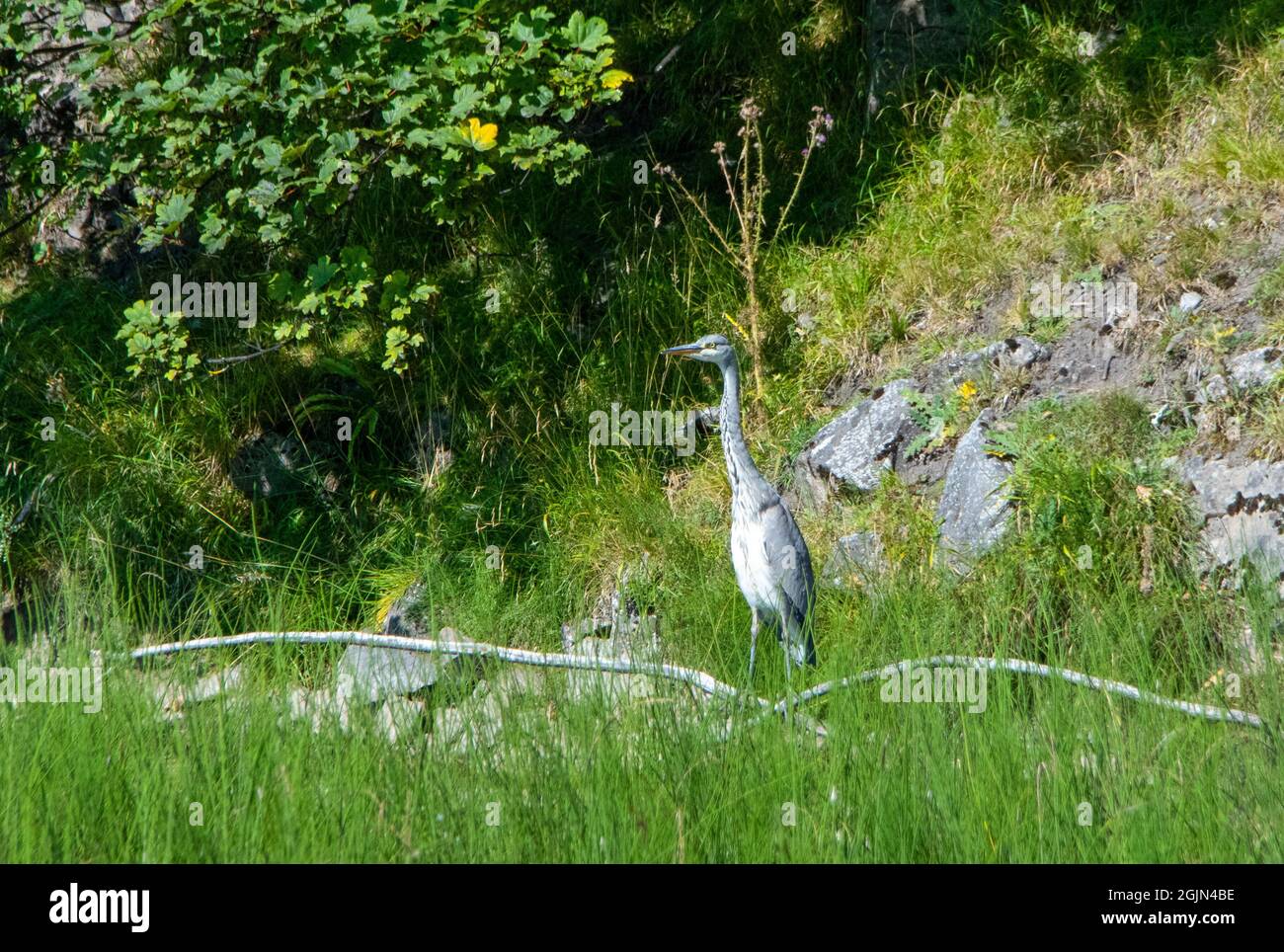 Heron grigio giovanile a lato dello stagno Foto Stock