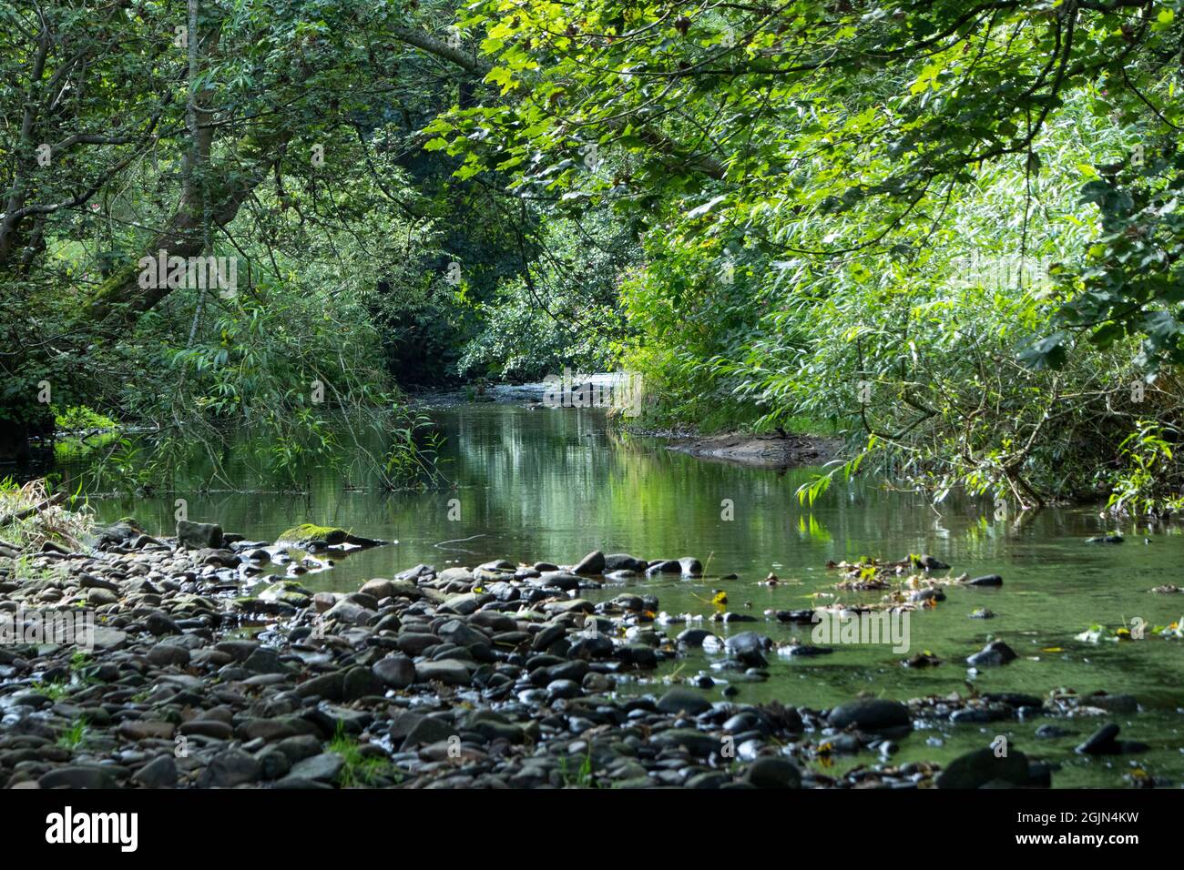 River Browney, County Durham in estate Foto Stock