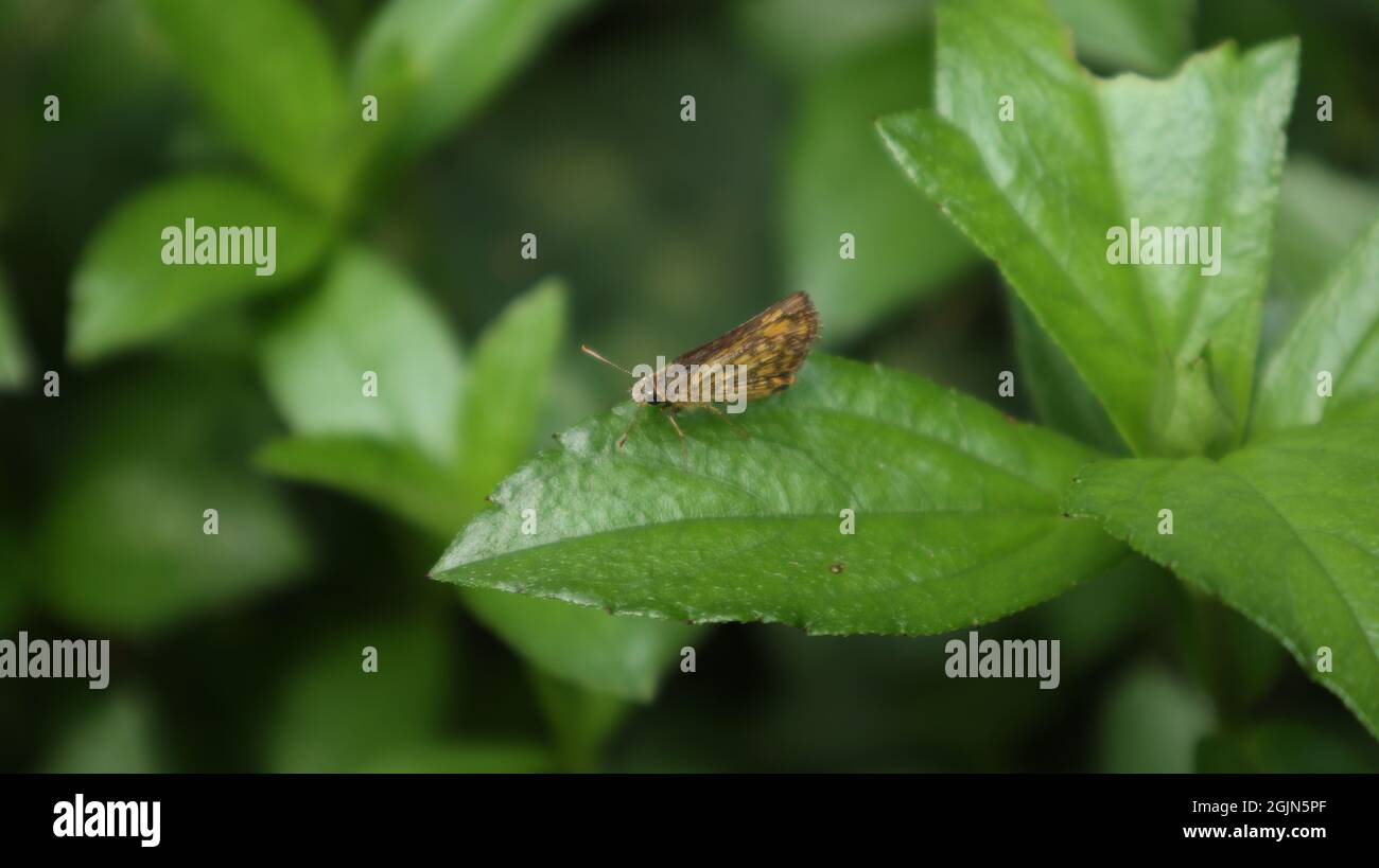 Primo piano di una farfalla di tramoggia cespuglio appollaiato sopra di una foglia selvaggia Foto Stock