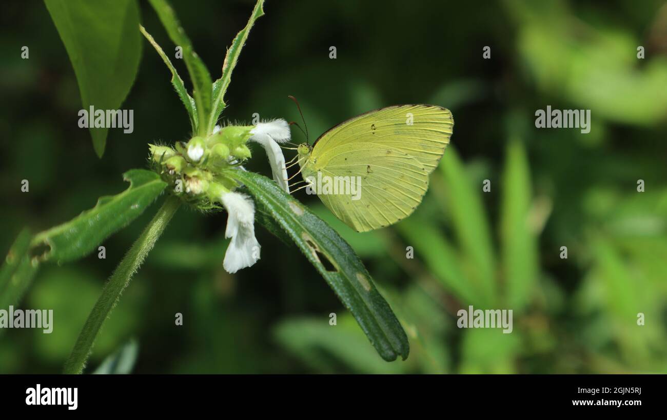 Primo piano di un unico punto erba gialla farfalla bere nettare da Ceylon slitwort (leucas zeylanica) fiore Foto Stock