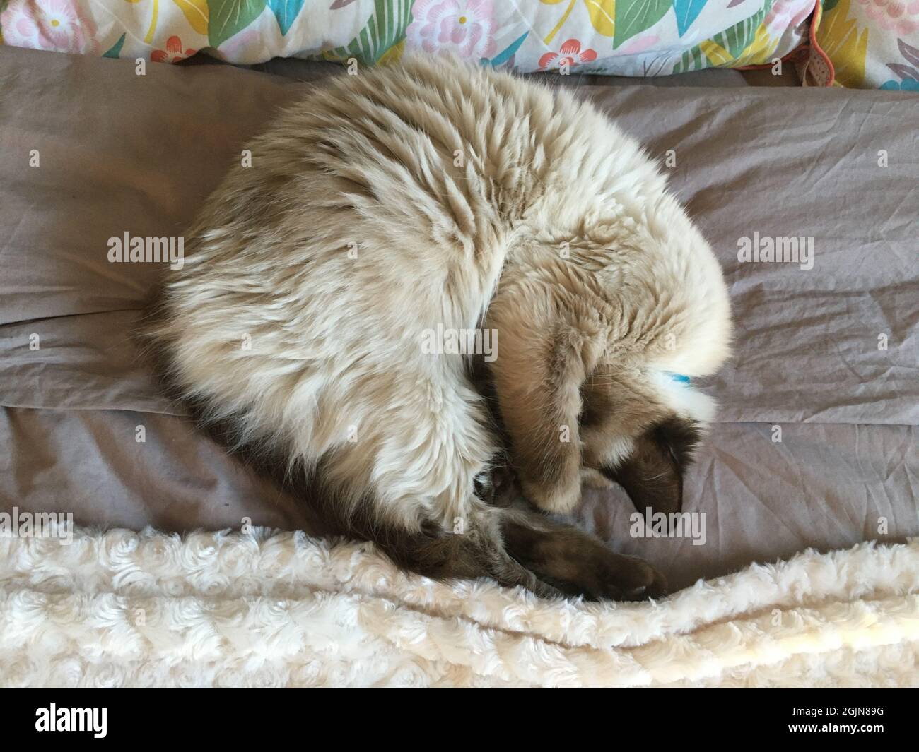 Ragdoll Birman crossbreed, un gatto a Parigi Foto Stock