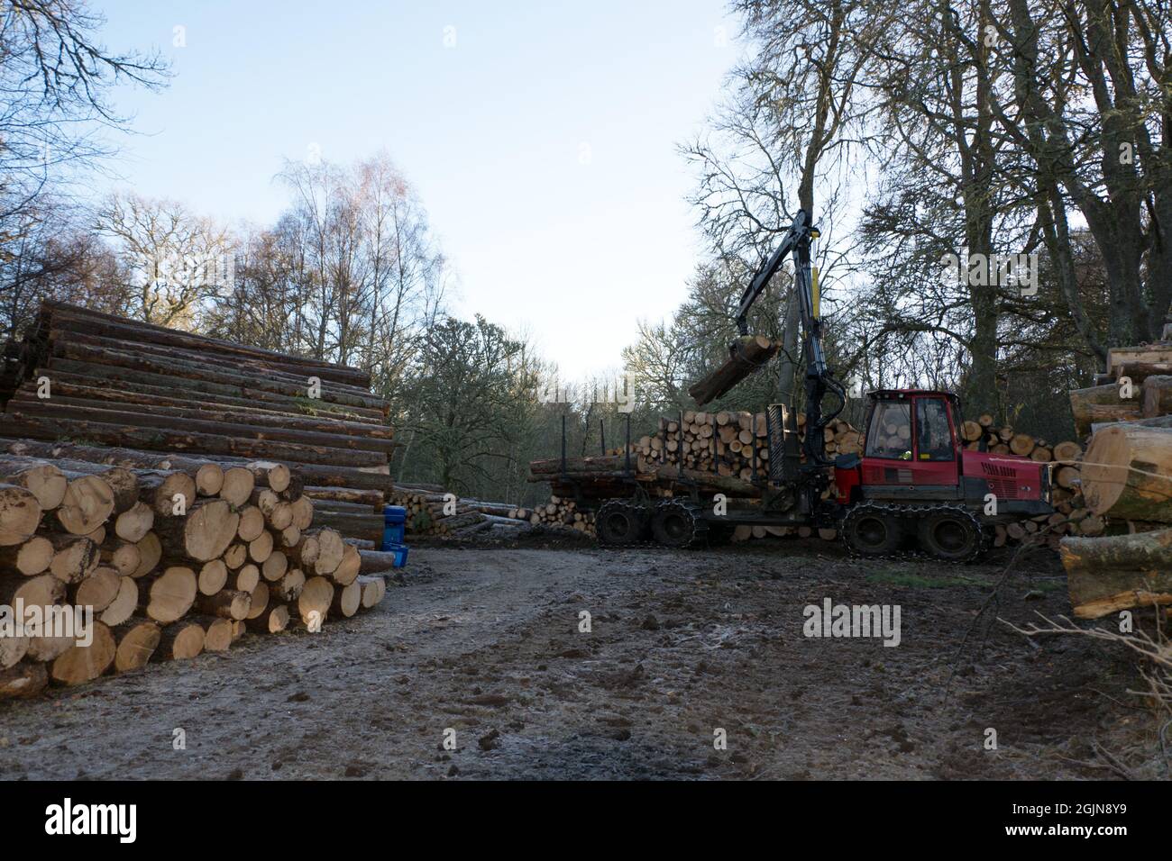 Una macchina che solleva tronchi di albero da un rimorchio e li posiziona su una delle tante pile di tronchi Foto Stock