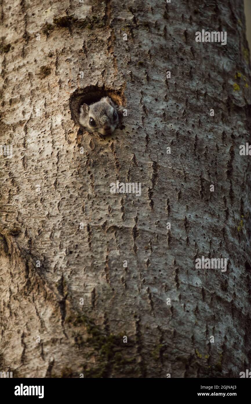 Scoiattolo volante siberiano (Pteromys volans) nel suo albero nidificante, Finlandia selvaggia Foto Stock