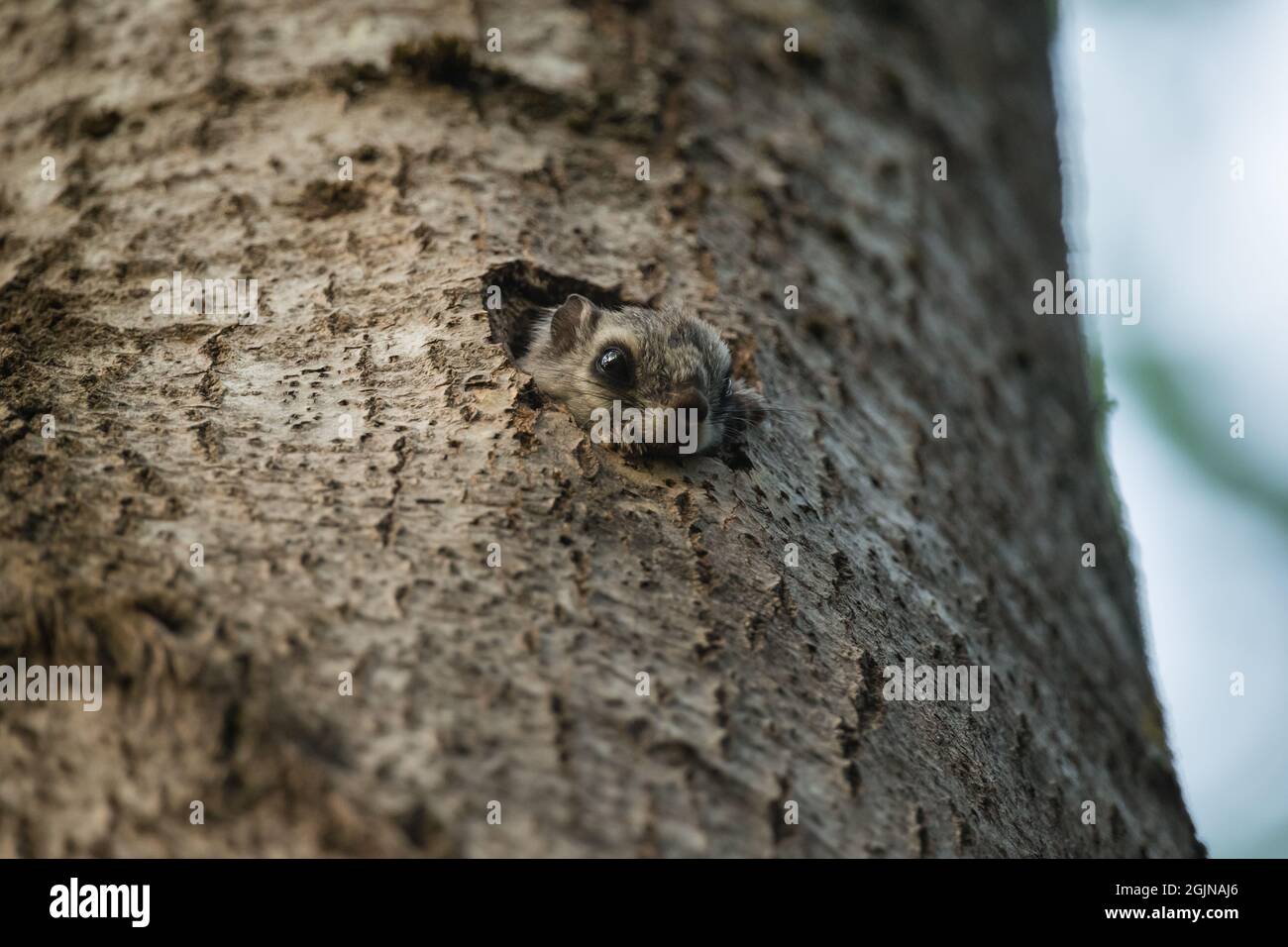 Scoiattolo volante siberiano (Pteromys volans) nel suo albero nidificante, Finlandia selvaggia Foto Stock