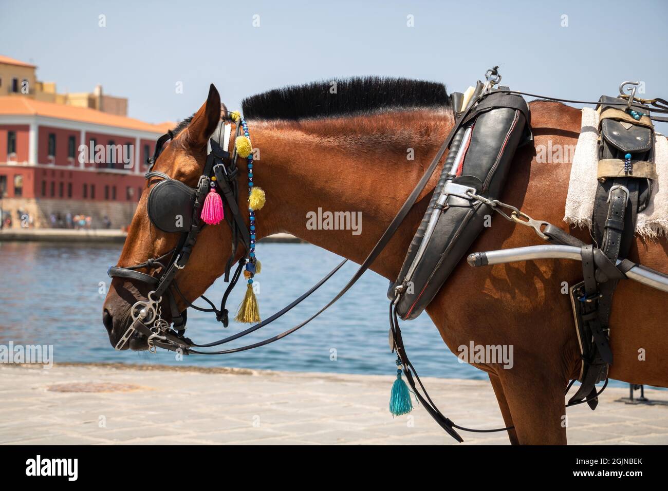 Triste cavallo che porta una carrozza turistica Foto Stock