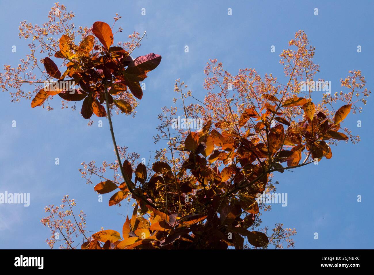 Fumo albero fiori Cotinus coggygria albero fiore foglie primavera cielo Foto Stock