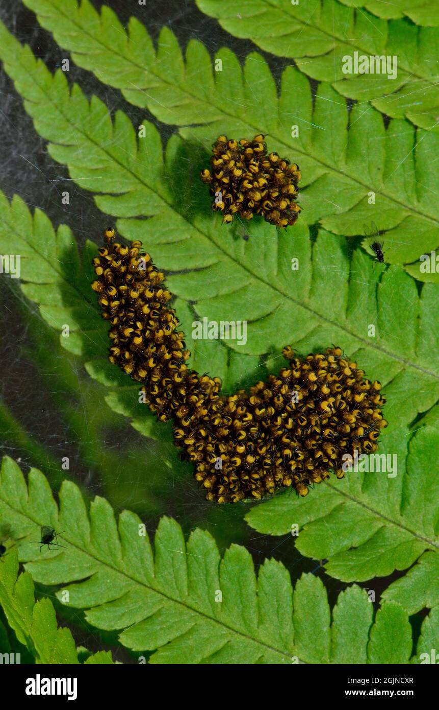 Gartenkreuzspinne, ragno da giardino europeo, Araneus diadematus, Spinne des Jahres 2010, Jungtier-Nest, gruppo di ragni-bambino, ragni Foto Stock