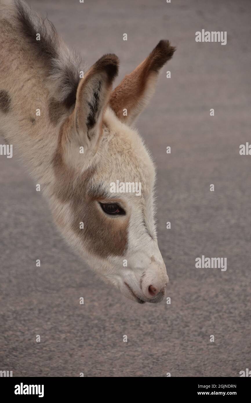 Adorabile profilo laterale di un piccolo burro avvistato che allunga il collo verso il basso. Foto Stock