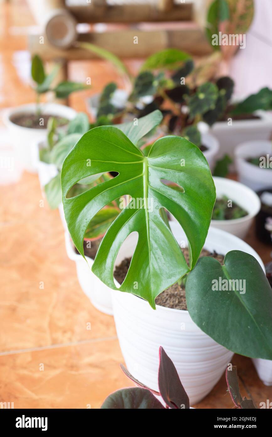 monstera topf zu groß Monstera deliciosa | Fensterblatt