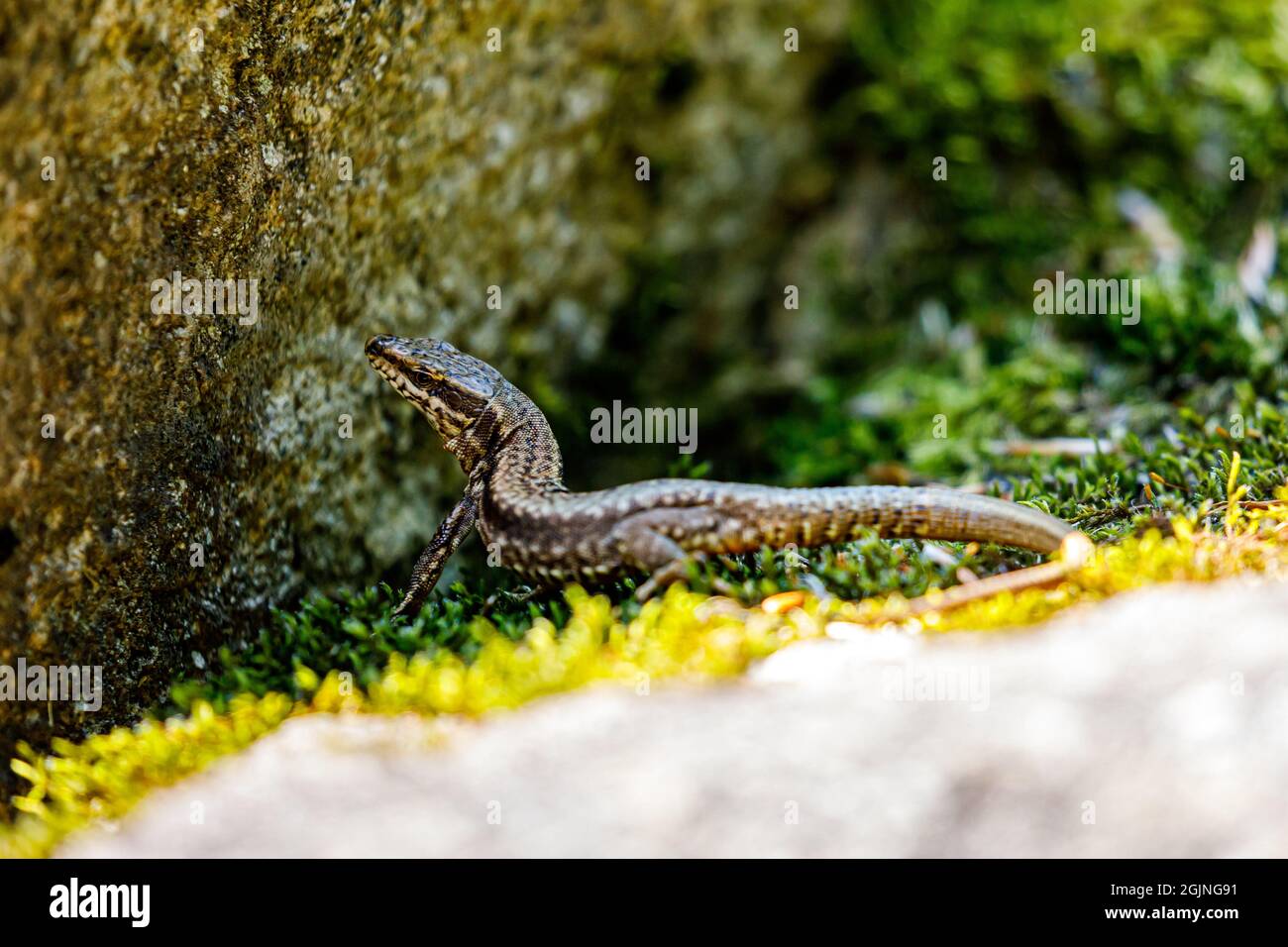 Una lucertola dalla romania tra le pietre Foto Stock