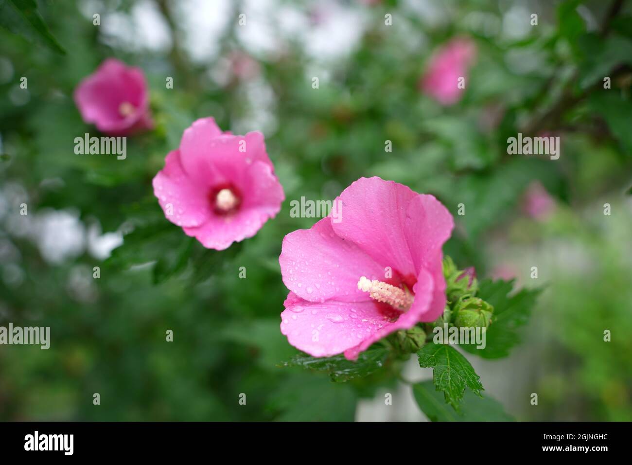 Bella rosa di fiori sharon. Foto Stock