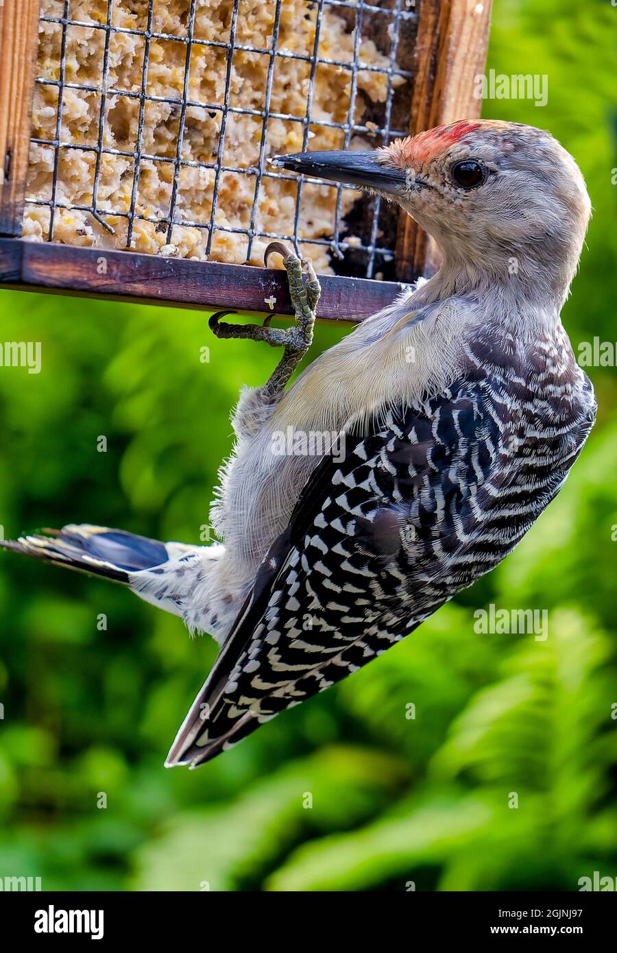 Il picchio rosso si aggrappa all'alimentatore di sueto Foto Stock