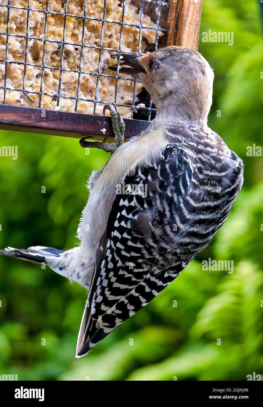 Il picchio rosso si aggrappa all'alimentatore di sueto Foto Stock